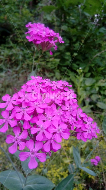 분홍꽃,야생화,꽃잎,식물,자연,식물,자연,plants,nature,꽃,flower
