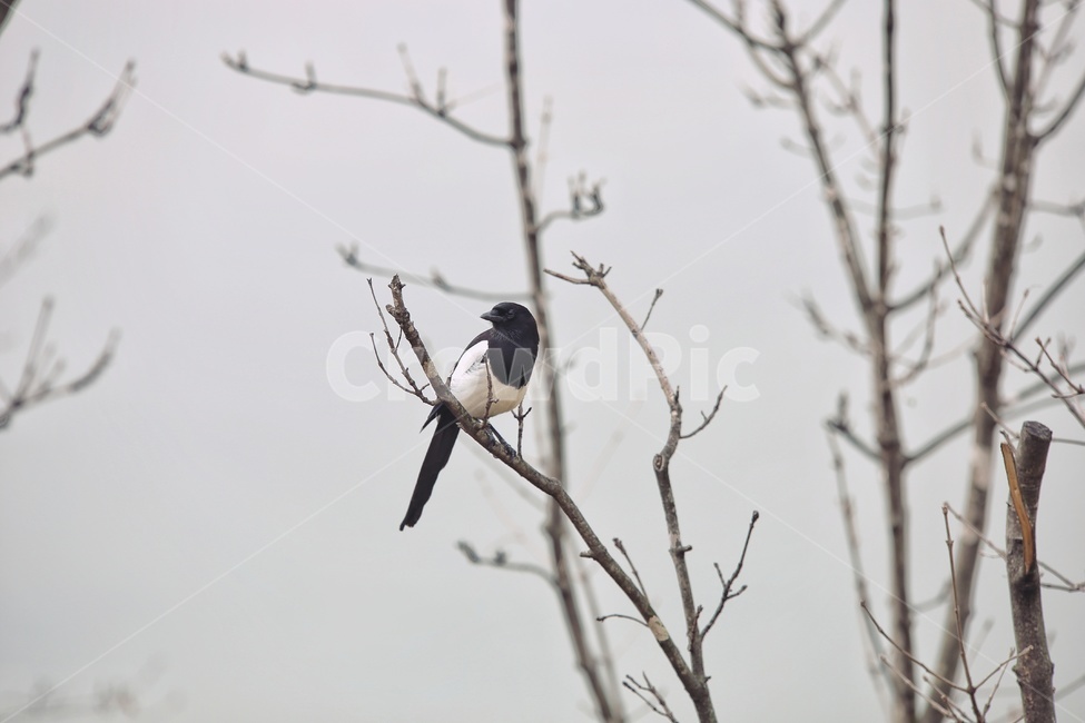 animal,동물,bird,새,까치,야생동물