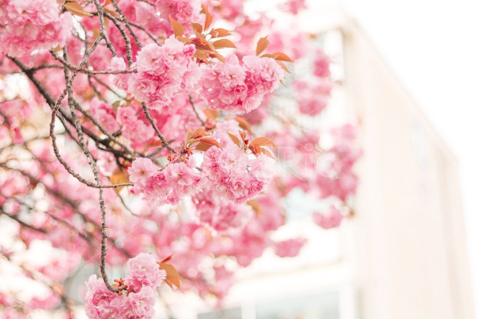 봄,벚꽃,겹벚꽃,꽃,분홍색,핑크색,핑크,4월,봄,계절,spring,season,식물,자연,plants,nature,꽃,flower,휴식,힐링,rest,relaxation,healing,색깔,색상,색채,색감,color sense,color sensitivity,feeling of color,plant