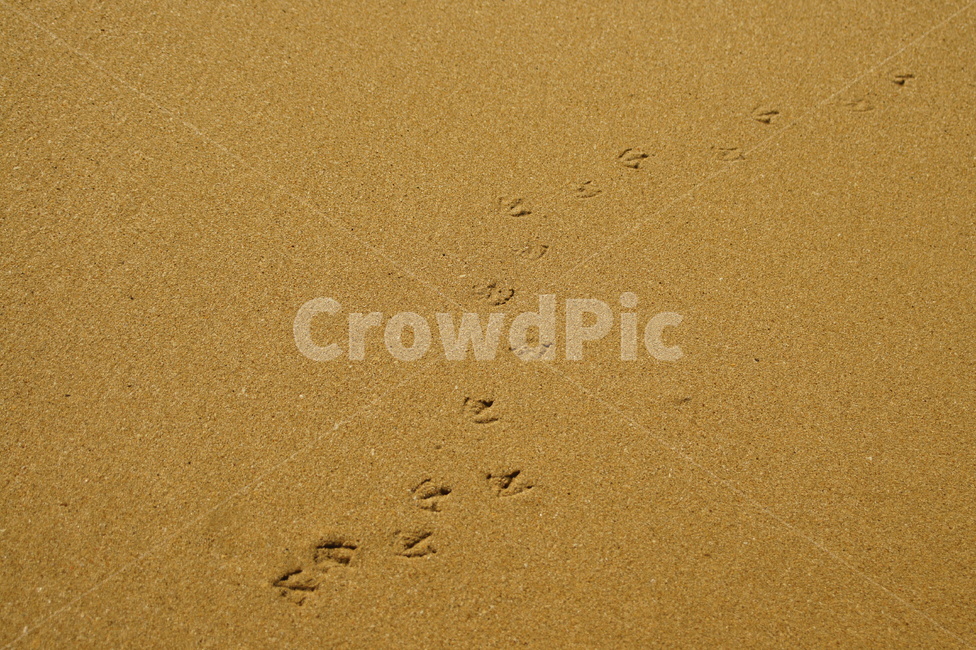 바다,모래,sand,sea,발자국,footprint,해변,바다,beach,sea