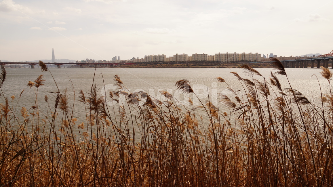 plant,식물,reed,갈대,한강,하늘