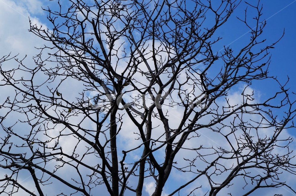 마른나뭇가지,나뭇가지,앙상,맑음,자연,구름,우주,겨울,식물,자연,plants,nature,나무,trees,wood