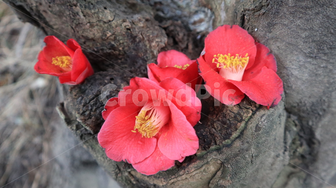 plant,식물,꽃,flower,동백,camelliaflower,동백꽃,빨간동백,빨간꽃,redflower,자연,nature