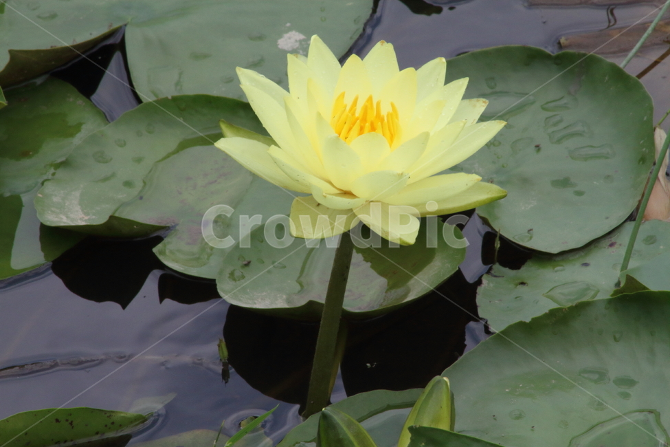 연,수련,수생식물,꽃,waterlily,식물,자연,plants,nature,꽃,flower