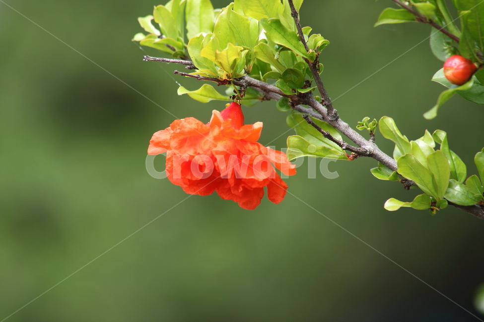 석류꽃,꽃,여름,석류나무,pomegranate