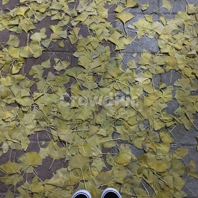 식물,은행,은행나무,감성,산책,길거리,가을,가을풍경,풍경,가을,계절,fall,autumn,season