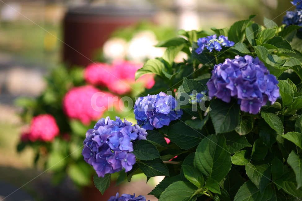 flower,꽃,plant,식물,blossom