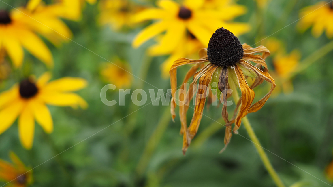야생화,꽃,그린,wildflower,flower