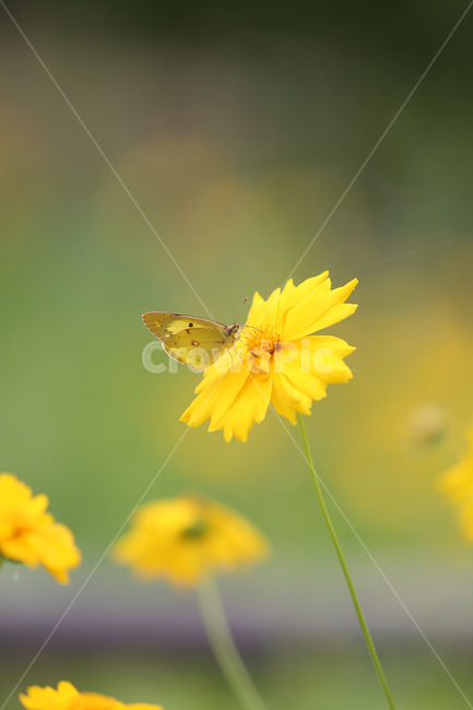 봄,꽃,노랑,spring,flower,yellow,식물,자연,plants,nature,꽃,flower,동물,animal,곤충,벌레,insect,bug