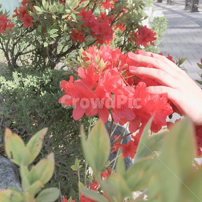 진달래,꽃,손,감성,flower,붉은,빨강,꽃밭,잎사귀,꽃잎,화사한,봄,계절,색깔,색상,색채,색감,봄꽃,식물,꽃나무,감성사진,자연,red,붉은꽃,nature,color