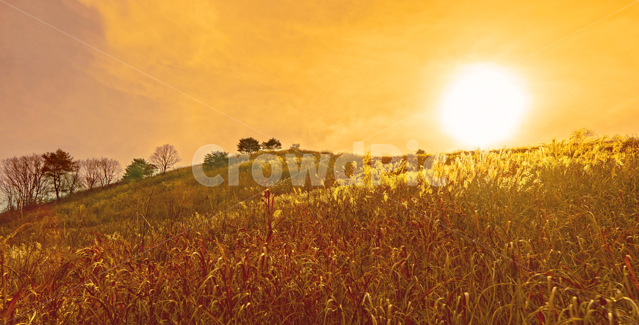 들,해질녘,일몰,언덕,nature,자연,옥외,field,grassland,가을,계절,fall,autumn,season,자연,풍경,nature,landscape