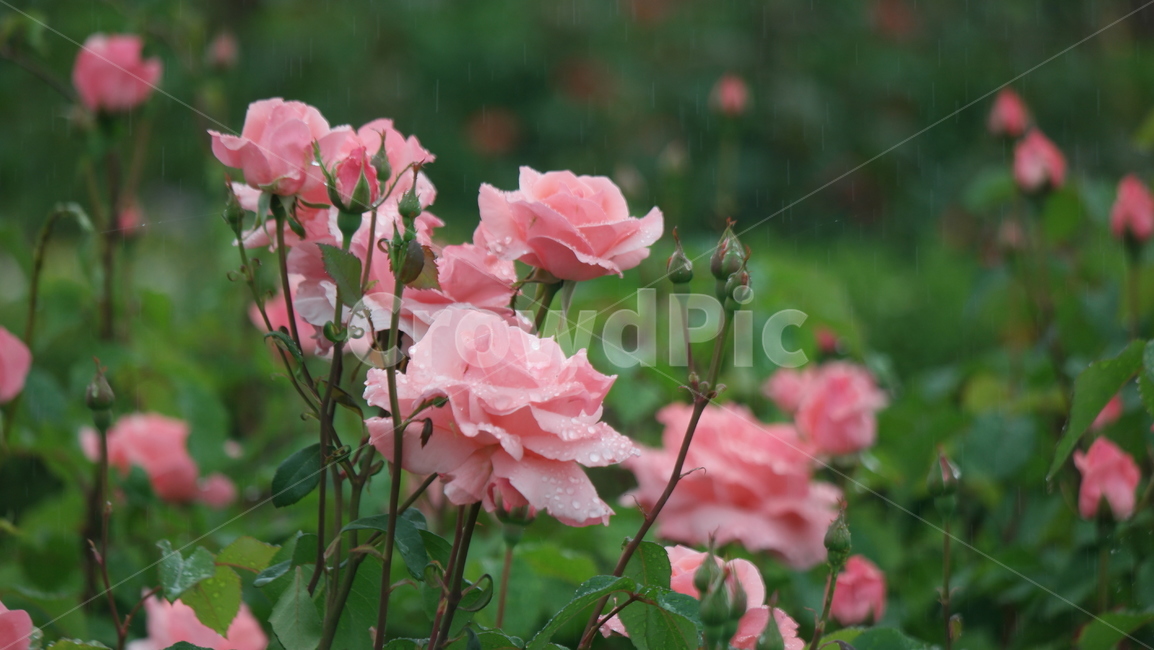 장미꽃,장미,장미원,로즈,로즈가든,식물,자연,plants,nature,꽃,flower