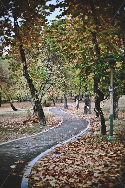 산책로,가을,낙엽,tree,trail,fallenleaves,가을,계절,fall,autumn,season,나무,tree trunk,나무 줄기,plant,식물