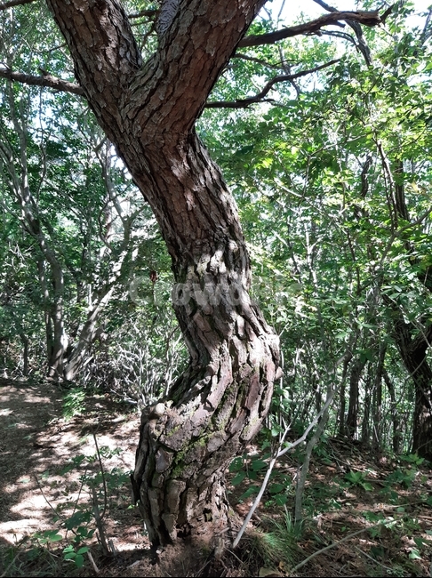 배경,소나무,나무줄기,tree,나무,plant,식물,식물,자연,plants,nature,나무,trees,wood