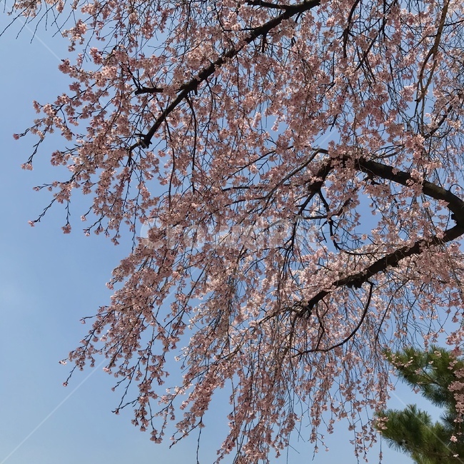 봄나무,벚나무,봄꽃,능수벚나무,벚꽃,cherryblossom