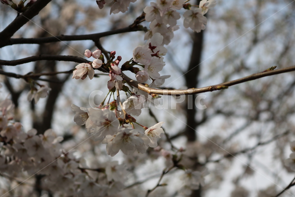 plant,식물,blossom,꽃,flower,벚꽃