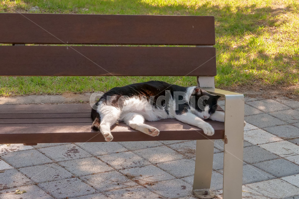 길고양이,고양이,낮잠,힐링,편안,안정감