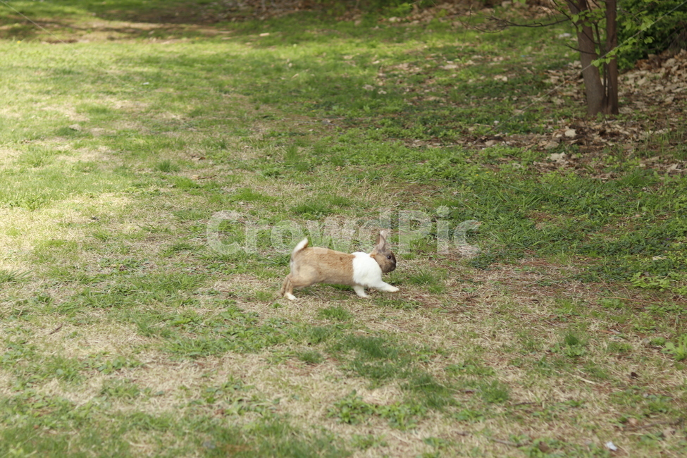 토끼,서울,올림픽공원,잔디밭,rabbit,seoul,몽촌토성,풀,감성,감성사진