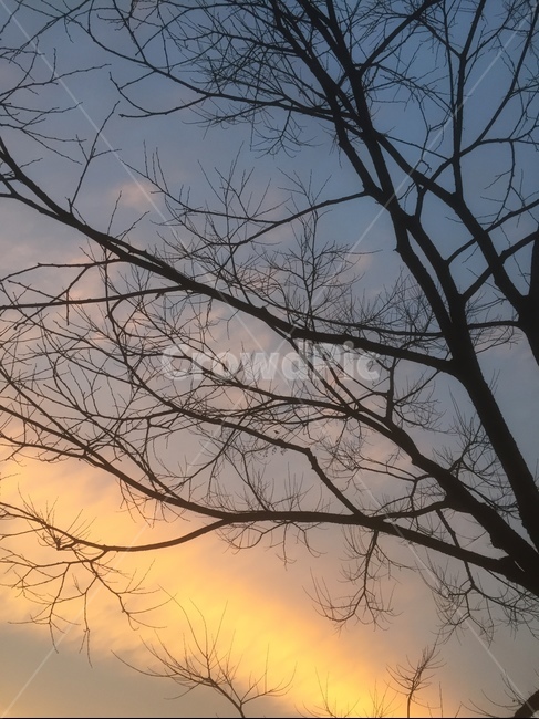 나무,석양,해질녘,자연,노을,식물,자연,plants,nature,나무,trees,wood