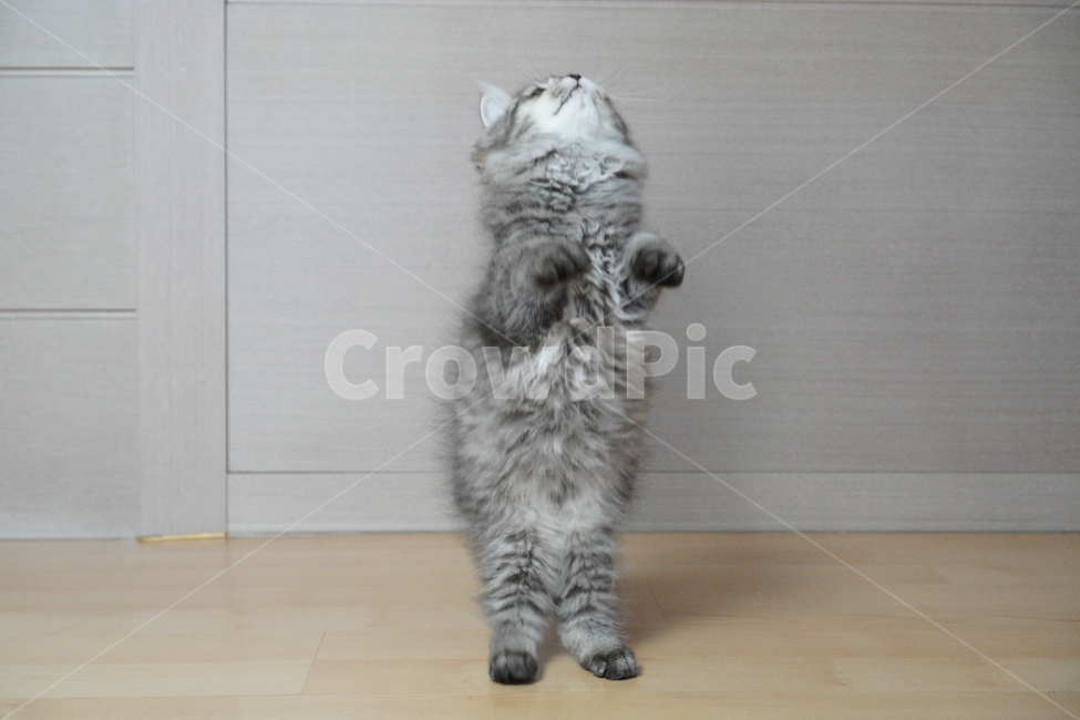고양이,아기고양이,어린고양이,페르시안고양이,냥이,반려묘,동물,animal,포유류,mammal,고양이,cat,kitten,kitty
