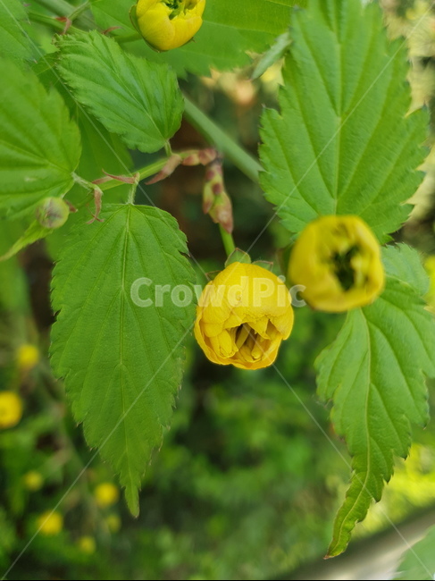 꽃봉우리,꽃송이,식물,꽃,노란꽃,봄,봄,계절,spring,season,식물,자연,plants,nature,꽃,flower,leaf,잎,plant