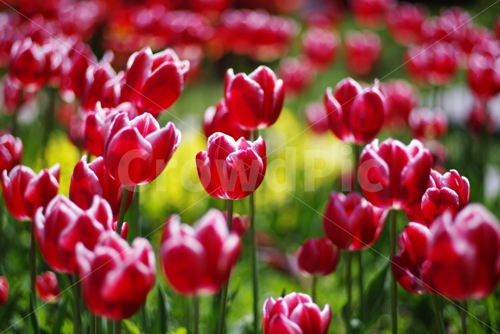 꽃,튤립,자연,배경화면,빨강,붉은,flower,floral,flora,blossom,bloom,blooming,tulip,beauty,beautiful,nature,natural,petal,redtulip,redpetal,background,red,plant,식물,자연,plants,nature,봄,계절,spring,season,꽃,flower