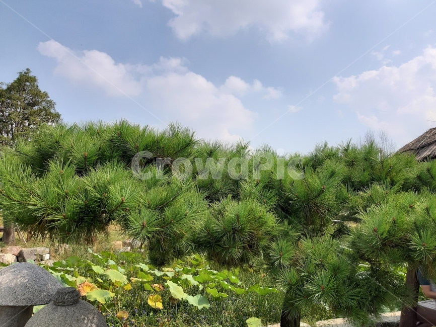 plant,식물,소나무,nature,자연,자연,풍경,nature,landscape,vegetation,초목,bush,부시