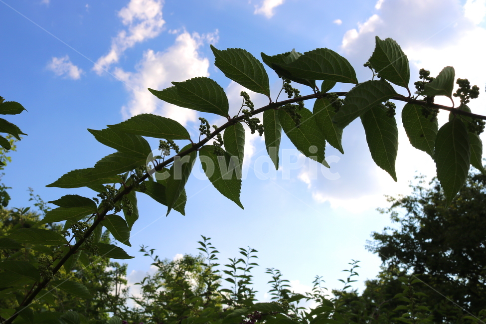 나무,식물,좀작살나무,열매,자연,좀작살나무열매,식물,자연,plants,nature