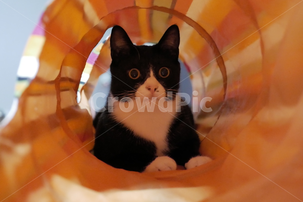 고양이,개냥이,표정,동물,얼굴,귀여운,동물,animal,포유류,mammal,고양이,cat,kitten,kitty