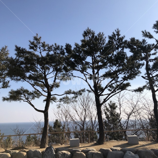 나무,소나무,겨울,겨울나무,나무들,자연,풍경,nature,landscape,나무,trees,wood,ground,바닥,tree,plant,식물