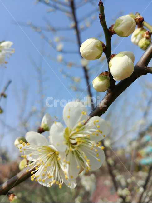 살구,살구꽃,봄,꽃망울,봄꽃,꽃수술