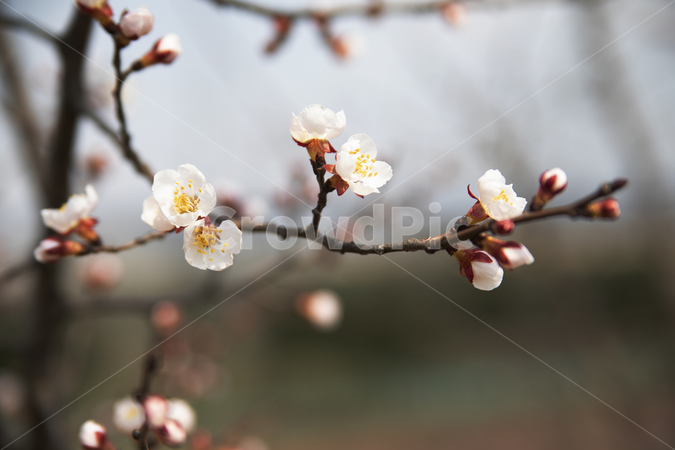 봄,벚꽃,꽃,flower,blossom,spring,따스함,따뜻함
