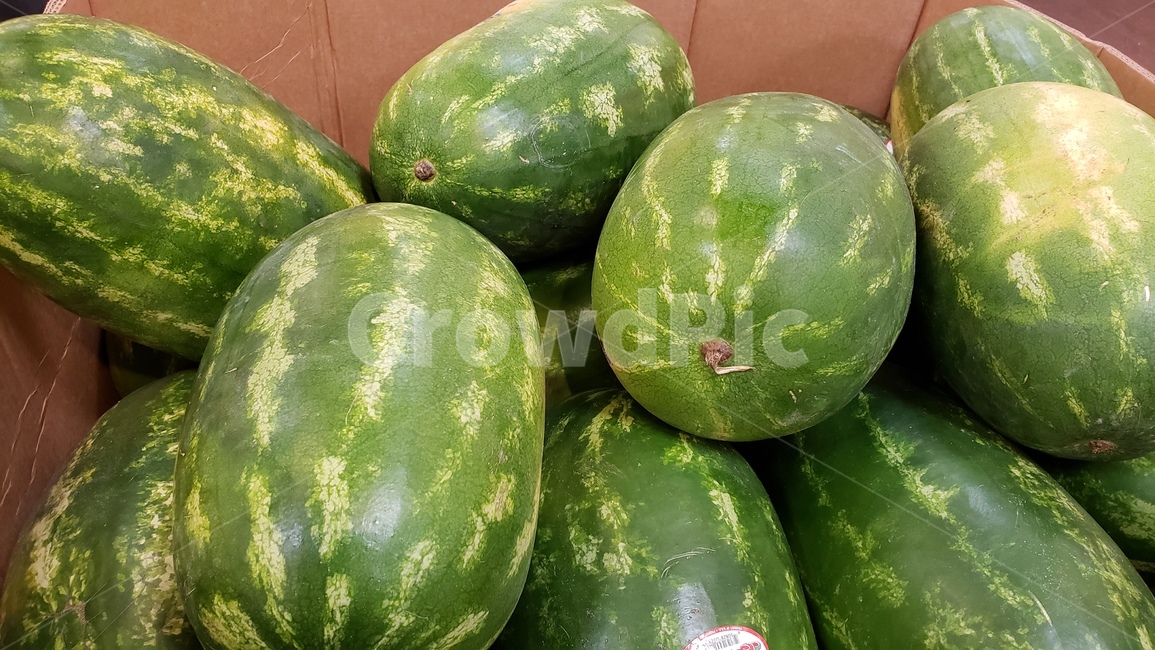 수박,여름,과일,초록색,싱싱함