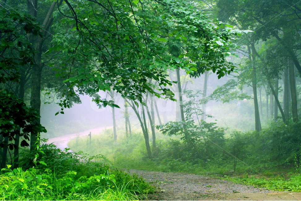 숲,나무,산책로,고요한,배경,울창한,자연,맑은,background,그린,숲길,피톤치드,조용한,안개,beautiful,beauty,blue,branch,clearing,colorful,dawn,day,desolate,desolatelandscape,environment,fog,foggy,foliage,forest,fresh,grass,green,horizontal,land,landscape,leaf,light,meadow,morning,national,natural,nature,nobody,outdoor,park,pine,plant,scene,scenic,season,silence,spring,summer,sun,sunlight,sunny,tranquil,tree,weather,wilderness,wood,woods,자연,풍경,nature,landscape,식물,plants,나무,trees,wood,휴식,힐링,rest,relaxation,healing,vegetation,초목