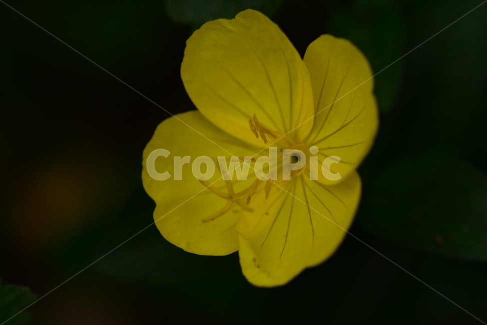 야생화,꽃,자연,식물,노랑,식물,자연,plants,nature,꽃,flower