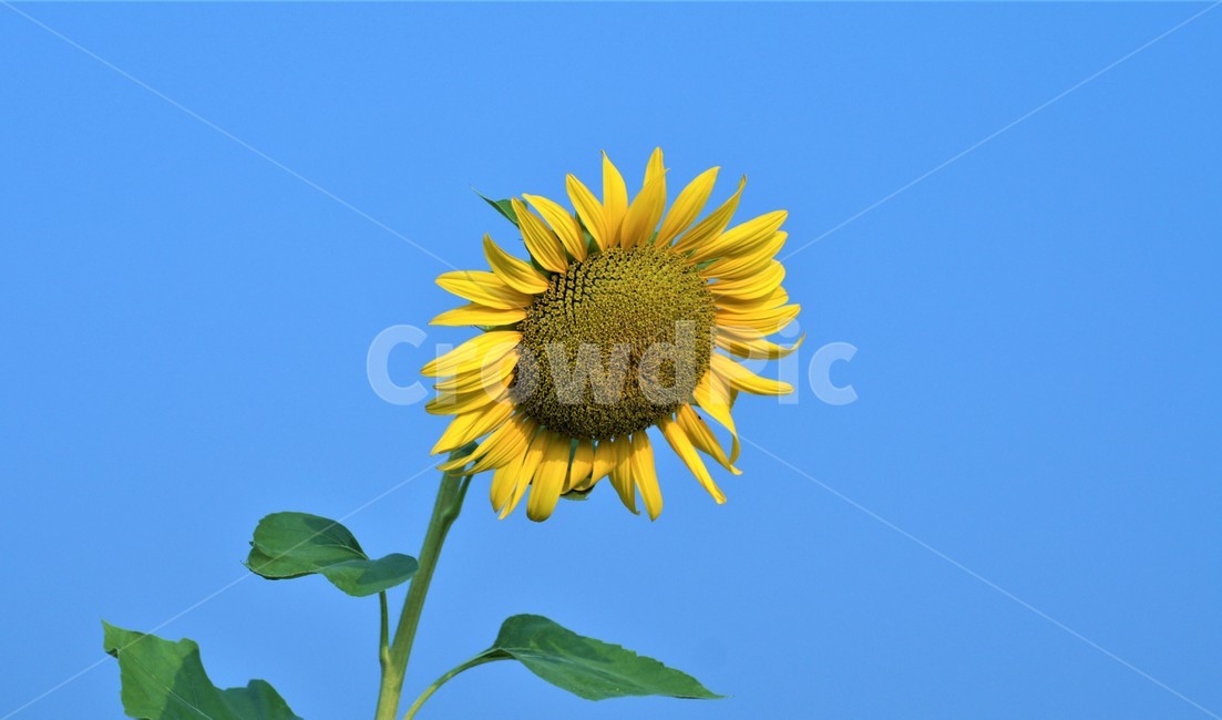 꽃,flower,해바라기,sunflower,가을꽃,식물,자연,plants,nature,꽃,flower