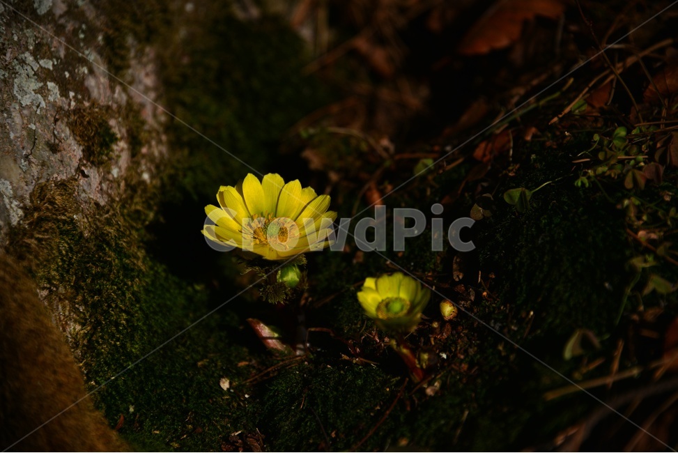 plant,식물,야생화,복수초,봄꽃,봄,계절,노랑꽃,꽃,식물,자연,plants,nature,꽃,flower