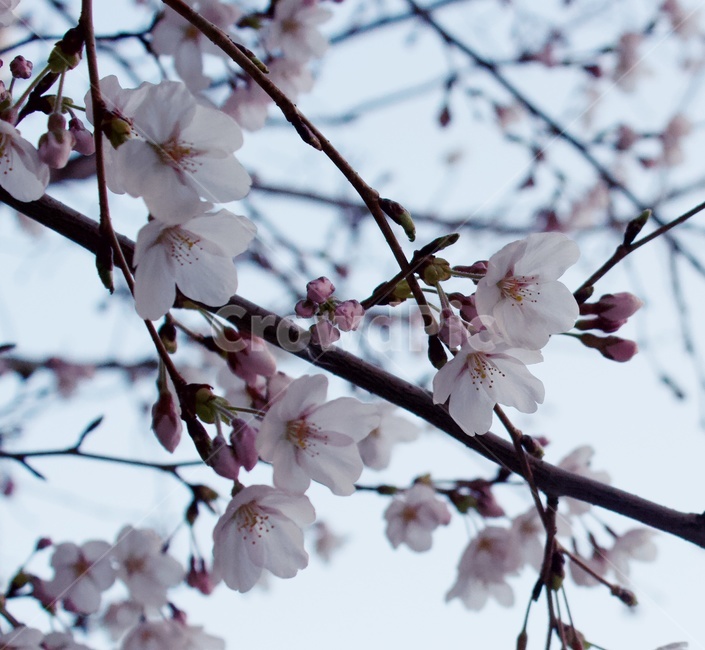 벗꽃,하늘,나무,분홍,개화,봄,새싹,봉우리,봄,계절,spring,season,식물,자연,plants,nature,꽃,flower,plant,blossom