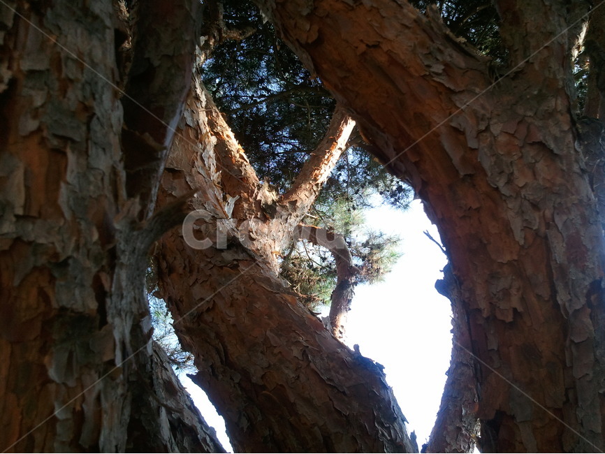 소나무,나무,적송,소나무자태,솔잎,식물,자연,plants,nature,나무,trees,wood