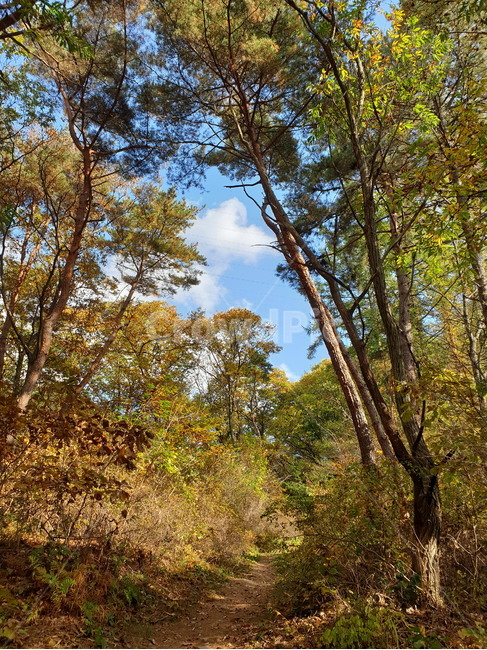 한국,한국자연,가을,fall,autumn,11월,november,leaf,fallen,낙엽,나무,tree,하늘,파란하늘,푸른하늘,숲속,산림,삼림,자연,nature,forest,wood,sky,cloud,풍경,자연풍경,landscape,산책,산책길,가을산책,숲,식물,plant,초목,단풍,leaves,가을,계절,fall,autumn,season,자연,풍경,nature,landscape,tree trunk,나무 줄기