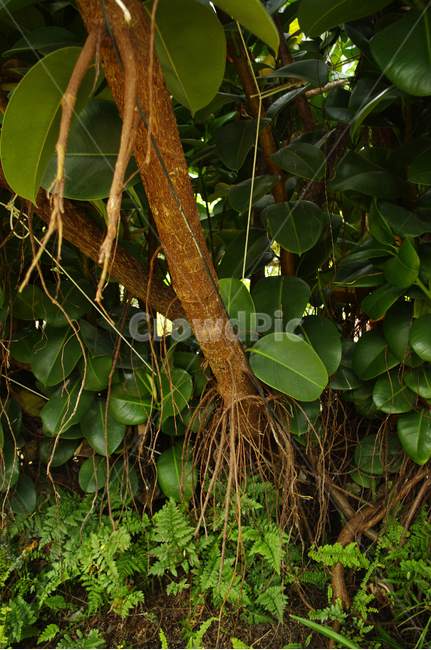 식물,나무,plant,잎,tree,식물,자연,plants,nature