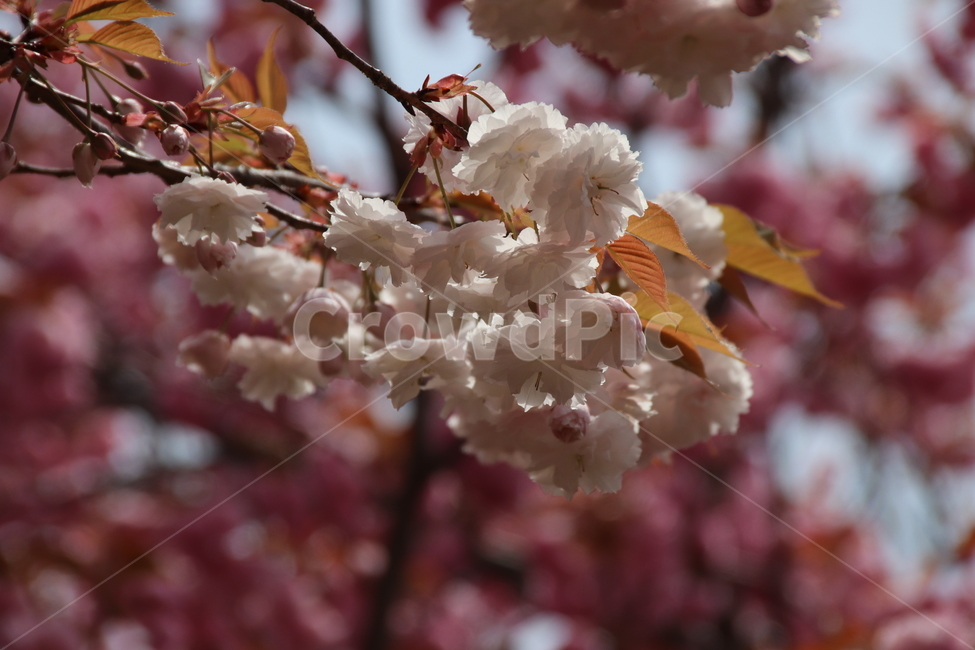 왕벚꽃,겹벚꽃,벚꽃,꽃,자연,봄,계절,spring,season,식물,자연,plants,nature,꽃,flower,plant,blossom,cherry blossom