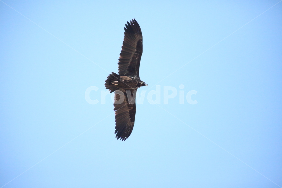 독수리,철새,새,조류,cinereousvulture,동물,animal,조류,새,birds