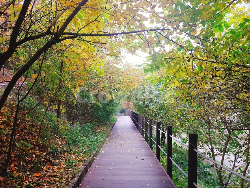 outdoors,옥외,garden,정원,arbour,정자,길거리,길바닥,가을,나뭇잎,단풍,낙엽,가을,계절,fall,autumn,season