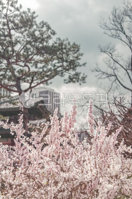 Cherry Blossom,Korean traditional culture,color,in full bloom,spring flowers,spring,beautiful,Changdeokgung Palace,tile,sight,plum blossom,wide open,gay,old fashioned,blossom,Changgyeonggung Palace,nature,Palace,oriental,Korean,flower,korea,traditional,Ha