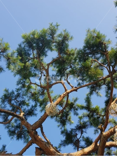 푸른나무,올려다본나무,꼬부랑나무,소나무,나뭇가지,식물,자연,plants,nature,나무,trees,wood