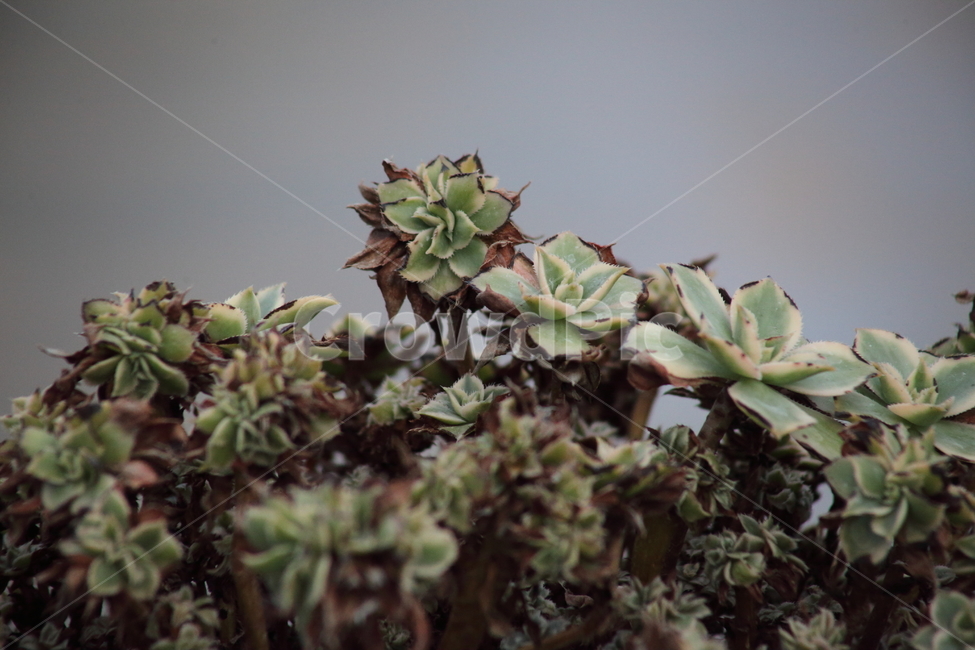 썬버스트철화,선인장,식물,온실,cactus,식물,자연,plants,nature