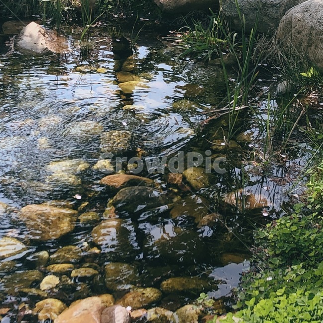 연못,돌,풀,물,공원,연못가,물고기,자연,풍경,nature,landscape,water,outdoors,옥외,land,땅