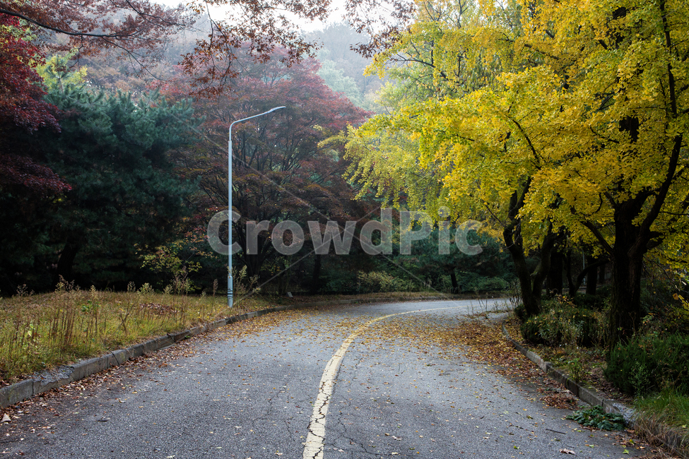 가을길,은행나무길,길,은행나무,낙엽,단풍,나무,tree,잎,leaf,가을,계절,fall,autumn,season,자연,풍경,nature,landscape,식물,plants,나무,trees,wood,road,도로,gravel,자갈,dirt road,흙길,asphalt,아스팔트