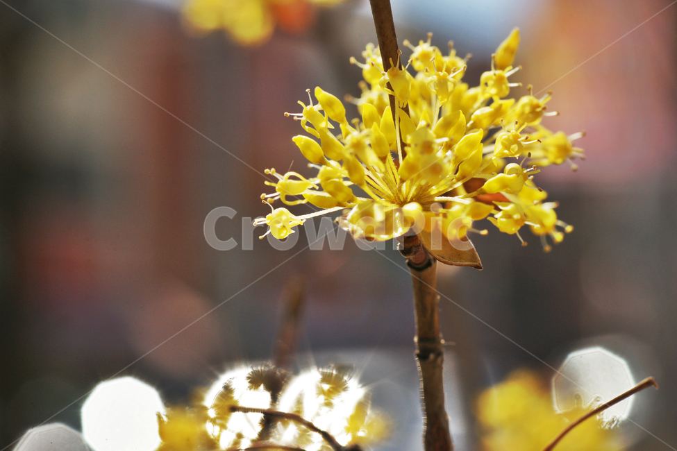 산수유,봄,노란색,소교목,계절,암수한꽃,약용,봄,계절,spring,season,식물,자연,plants,nature,꽃,flower,plant